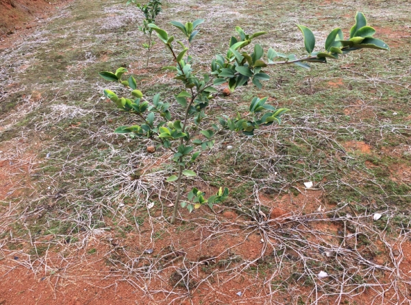 高產(chǎn)油茶苗