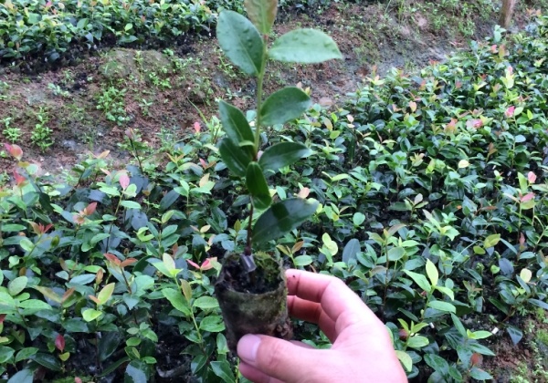 一年生輕基質(zhì)容器苗（小杯子）