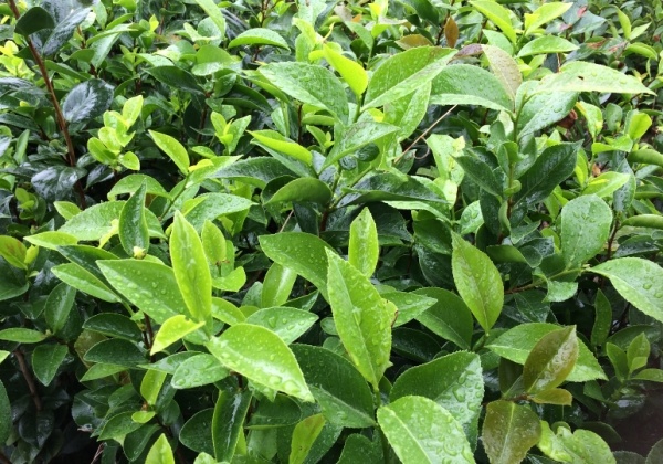 二年生紅茶花苗