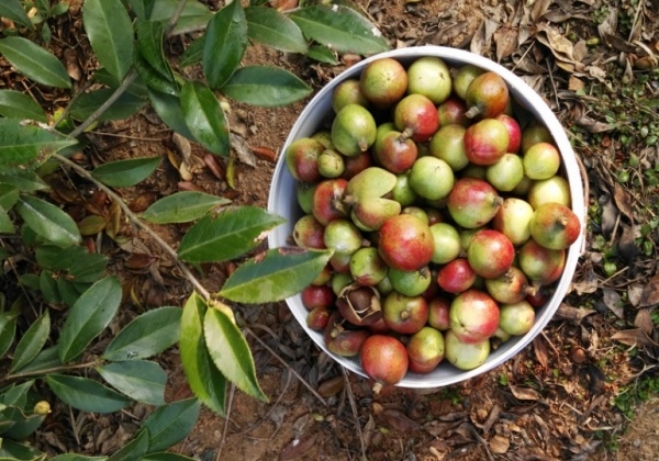 贛興46良種油茶