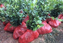 黃土杯營(yíng)養(yǎng)袋油茶苗的培育、管理及發(fā)貨裝車