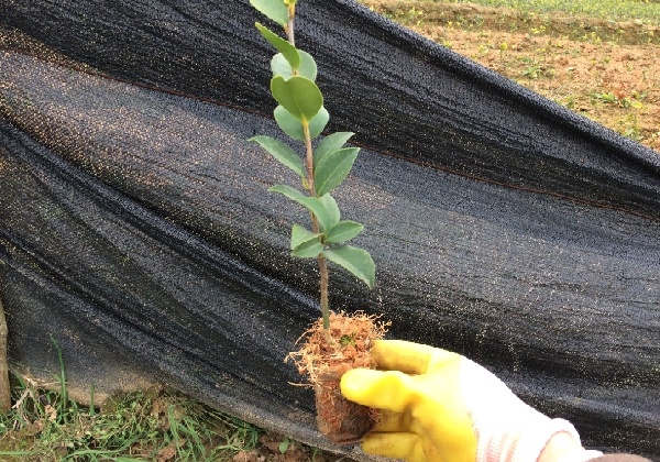油茶杯苗的移栽、蓋膜及煉苗管理