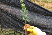 油茶杯苗的移栽、蓋膜及煉苗管理