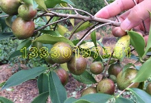 油茶籽采收處理與貯藏方法對茶油品質(zhì)的影響