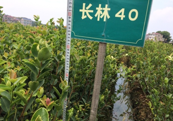 優(yōu)質高產(chǎn)嫁接油茶苗的品種分類和地徑高度