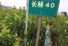 優(yōu)質高產嫁接油茶苗的品種分類和地徑高度
