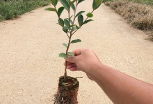 油茶容器苗的規(guī)格和種類