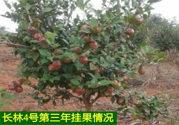 高產(chǎn)油茶苗品種分類和掛果情況