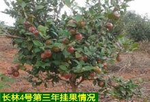高產(chǎn)油茶苗品種分類和掛果情況