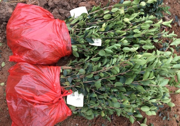 長林和贛無品種油茶苗出圃