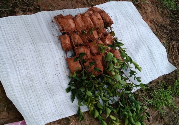 氣溫上升油茶杯苗熱銷中