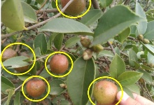長(zhǎng)林4號(hào)、40號(hào)和53號(hào)良種油茶苗簡(jiǎn)介