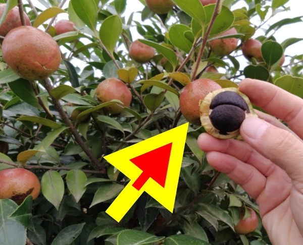 不同油茶品種掛果對(duì)比