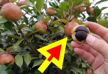 不同油茶品種掛果對(duì)比