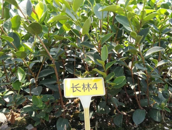 油茶苗的品種不同長勢也不一樣
