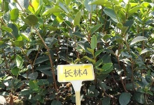 油茶苗的品種不同長(zhǎng)勢(shì)也不一樣