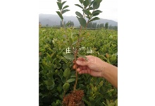 高產(chǎn)嫁接油茶樹(shù)苗長(zhǎng)大需要多久