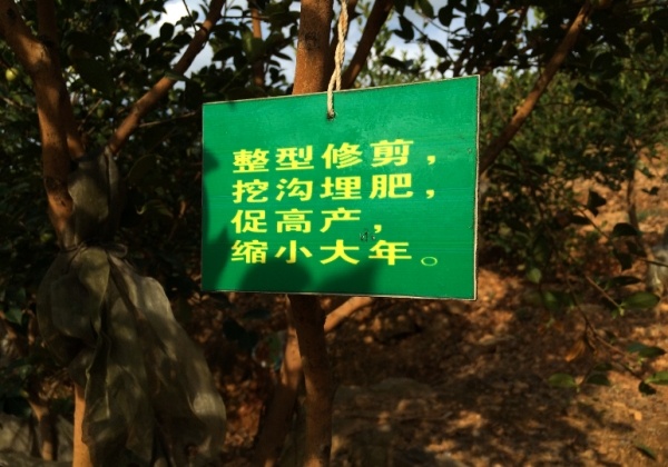 高產(chǎn)油茶整型修剪口決