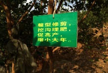 高產(chǎn)油茶整型修剪口決
