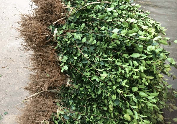 大田地栽油茶樹苗起苗及裝車發(fā)貨
