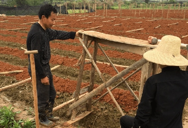油茶苗育苗前的準(zhǔn)備工作