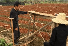 油茶苗育苗前的準(zhǔn)備工作
