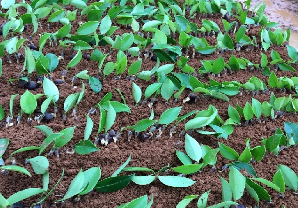 2017年5月份油茶苗嫁接現(xiàn)場及步驟