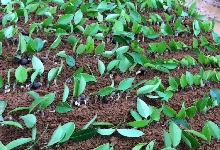 2017年5月份油茶苗嫁接現(xiàn)場(chǎng)及步驟