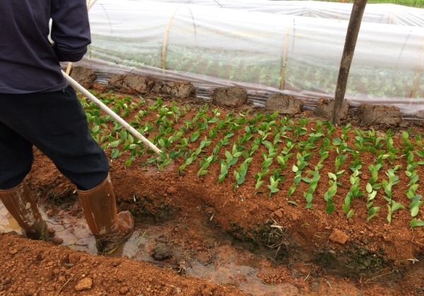 2018年油茶苗嫁接工作圓滿完成