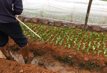 2018年油茶苗嫁接工作圓滿(mǎn)完成