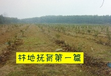 油茶樹(shù)苗栽后3年內(nèi)林地巡查的內(nèi)容
