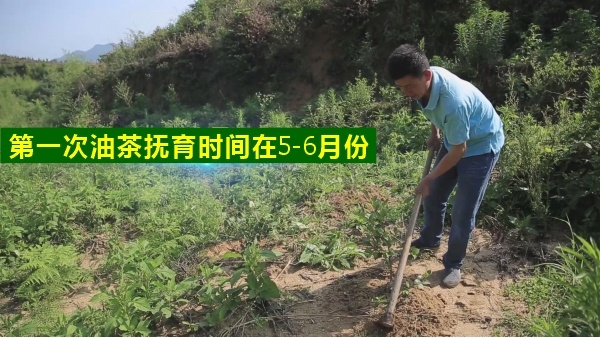 高產(chǎn)油茶苗種植后幼林管理重點(diǎn)