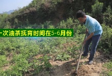 高產(chǎn)油茶苗種植后幼林管理重點(diǎn)