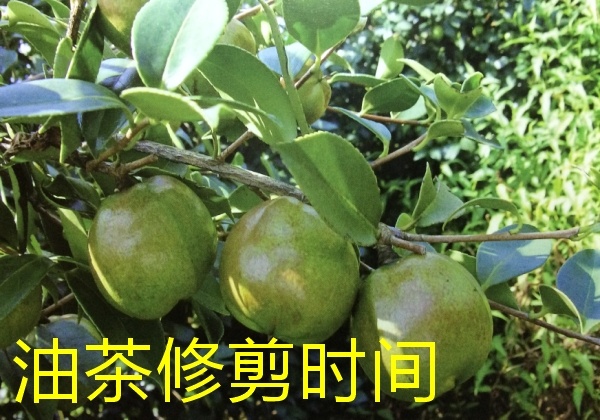 油茶修剪時(shí)間與樹(shù)形培育