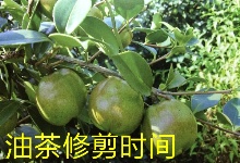 油茶修剪時(shí)間與樹(shù)形培育