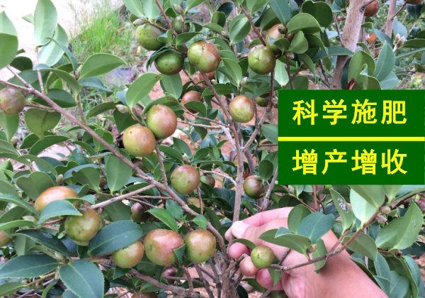 良種嫁接油茶苗春冬季施肥用量和方式