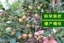良種嫁接油茶苗春冬季施肥用量和方式