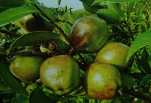 油茶樹(shù)苗種植五至六年后如何調(diào)整密度