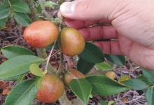 地理位置和海拔對(duì)高產(chǎn)油茶苗產(chǎn)量的影響